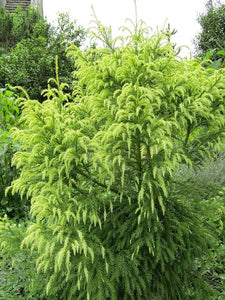 CRYPTOMERIA JAPONICA SEKKAN SUGI 6.0L