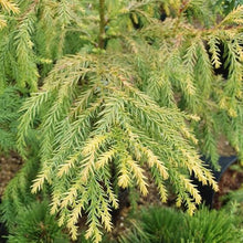 Load image into Gallery viewer, CRYPTOMERIA JAPONICA SEKKAN SUGI 6.0L
