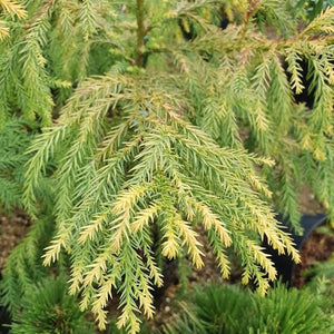 CRYPTOMERIA JAPONICA SEKKAN SUGI 6.0L