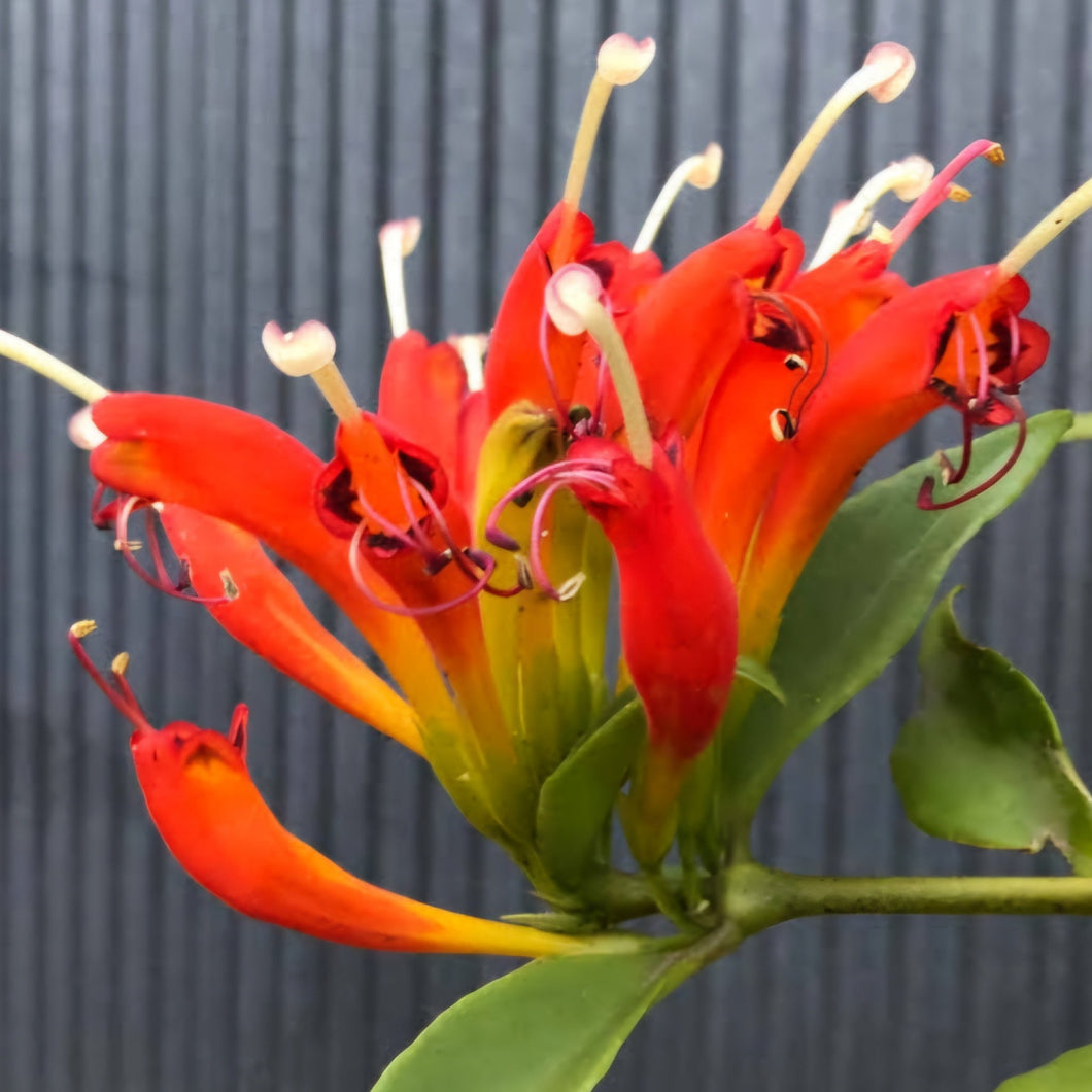 AESCHYNANTHUS PARASITICUS 17CM