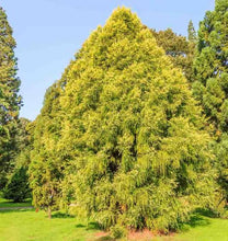 Load image into Gallery viewer, CRYPTOMERIA JAPONICA SEKKAN SUGI 6.0L
