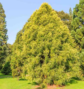 CRYPTOMERIA JAPONICA SEKKAN SUGI 6.0L