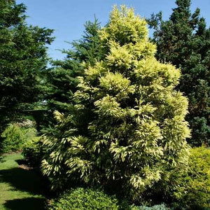 CRYPTOMERIA JAPONICA SEKKAN SUGI 6.0L