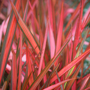 PHORMIUM RAINBOW RED 2.5L