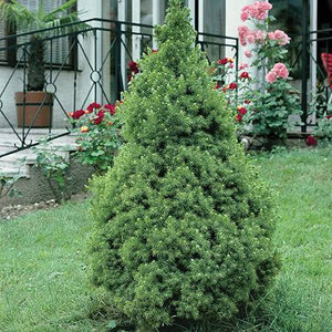 PICEA GLAUCA CONICA 4.5L