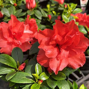 AZALEA EVERGREEN GUANDA RED 4.0L