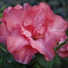 Load image into Gallery viewer, AZALEA EVERGREEN GUANDA PINK 4.0L
