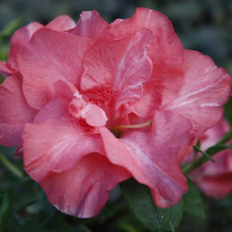 AZALEA EVERGREEN GUANDA PINK 4.0L