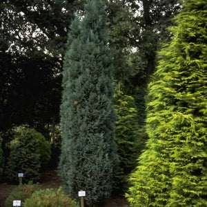 CHAMAECYPARIS LAWSONIANA GRAYSWOOD PILLAR 6.0L