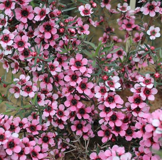 LEPTOSPERMUM MARTINII 1.5L