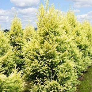 CRYPTOMERIA JAPONICA SEKKAN SUGI 6.0L