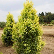 Load image into Gallery viewer, CRYPTOMERIA JAPONICA SEKKAN SUGI 6.0L
