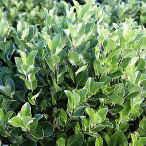 PITTOSPORUM CRASSIFOLIUM STEPHENS ISLAND KARO 6.0L