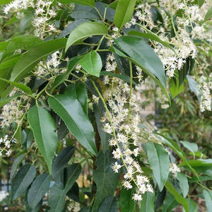 PRUNUS LUSITANICA PORTUGUESE LAUREL PB12