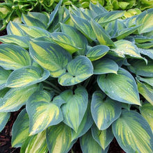 Load image into Gallery viewer, HOSTA JUNE 2.4L
