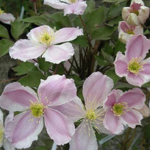 Load image into Gallery viewer, CLEMATIS MONTANA PINK GIANT 3.3L
