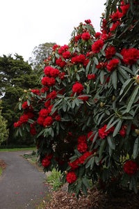 RHODODENDRON KAPONGA 2.5L