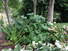 Load image into Gallery viewer, LIGULARIA RENIFORMIS 2.5L
