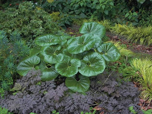 LIGULARIA RENIFORMIS 2.5L