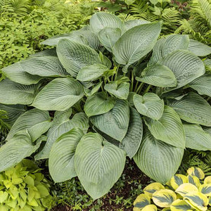 HOSTA EMPRESS WU 12CM