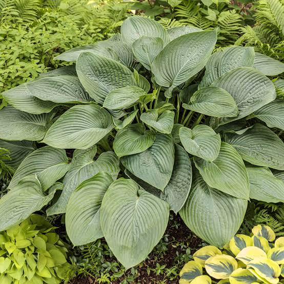 HOSTA EMPRESS WU 12CM