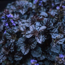 Load image into Gallery viewer, AJUGA BLACK SCALLOP 12CM
