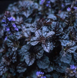 AJUGA BLACK SCALLOP 12CM