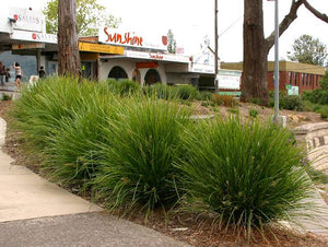 LOMANDRA LIME TUFF 11CM