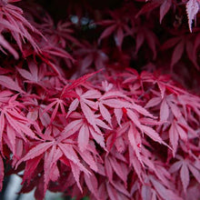 Load image into Gallery viewer, ACER PALMATUM BLOODGOOD LOW WORKED 4.0L
