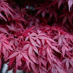 ACER PALMATUM BLOODGOOD LOW WORKED 4.0L