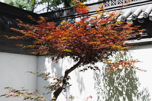 ACER PALMATUM BLOODGOOD LOW WORKED 4.0L