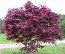 Load image into Gallery viewer, ACER PALMATUM BLOODGOOD LOW WORKED 4.0L
