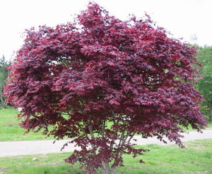 ACER PALMATUM BLOODGOOD LOW WORKED 4.0L