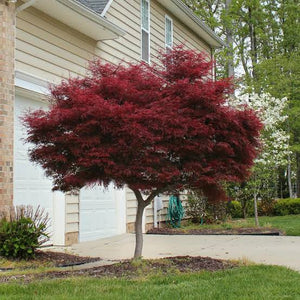 ACER PALMATUM BLOODGOOD LOW WORKED 4.0L