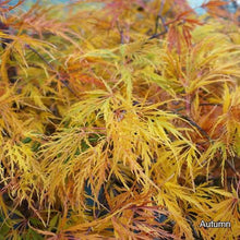 Load image into Gallery viewer, ACER DISSECTUM VIRIDIS LOW WORKED 4.0L
