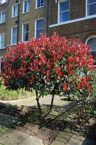 PHOTINIA RED ROBIN 3.0L