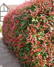 Load image into Gallery viewer, PHOTINIA RED ROBIN 3.0L
