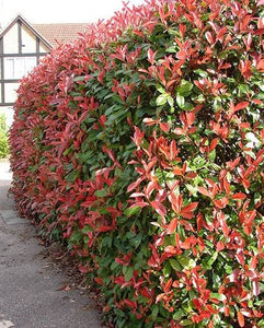 PHOTINIA RED ROBIN 3.0L