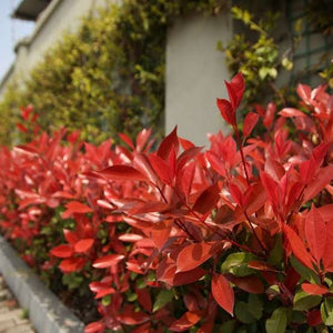 PHOTINIA RED ROBIN 3.0L