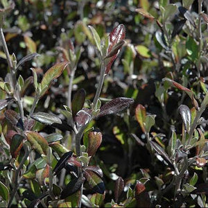 COROKIA BRONZE KING 1.9L