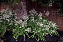 Load image into Gallery viewer, ARTHROPODIUM TE PUNA RENGA RENGA LILY 2.5L
