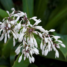 Load image into Gallery viewer, ARTHROPODIUM TE PUNA RENGA RENGA LILY 2.5L
