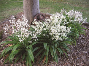 ARTHROPODIUM TE PUNA RENGA RENGA LILY 2.5L