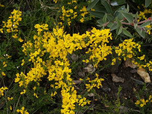 GENISTA YELLOW IMP 2.5L