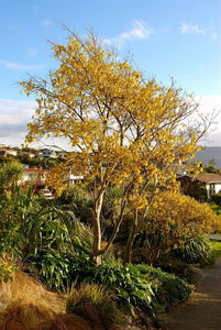 SOPHORA MICROPHYLLA KOWHAI 8.0L