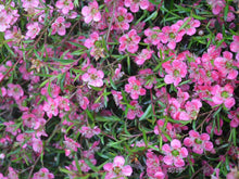 Load image into Gallery viewer, LEPTOSPERMUM MERINDA 3.5L
