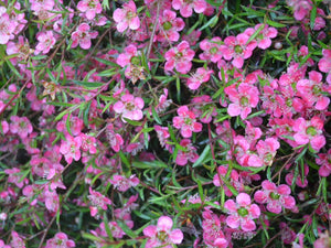 LEPTOSPERMUM MERINDA 3.5L