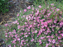 Load image into Gallery viewer, LEPTOSPERMUM MERINDA 3.5L
