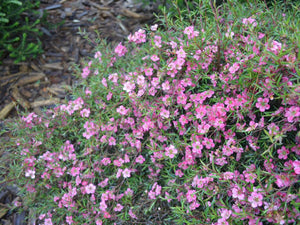 LEPTOSPERMUM MERINDA 3.5L