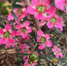 Load image into Gallery viewer, LEPTOSPERMUM MERINDA 3.5L
